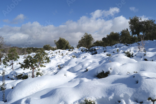 Flowers and plants in the snow