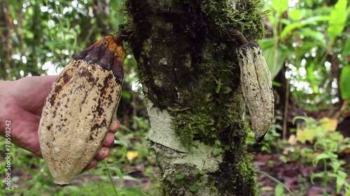 Cocoa pod suffering from Frosty Pod Rot, Ecuador