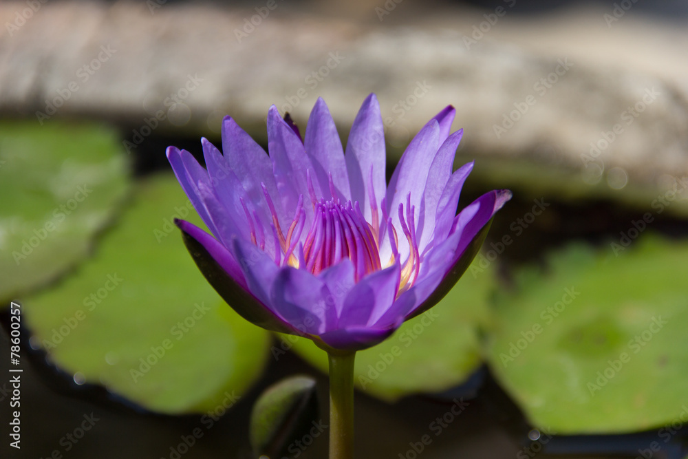 Lotus flower on the pond.