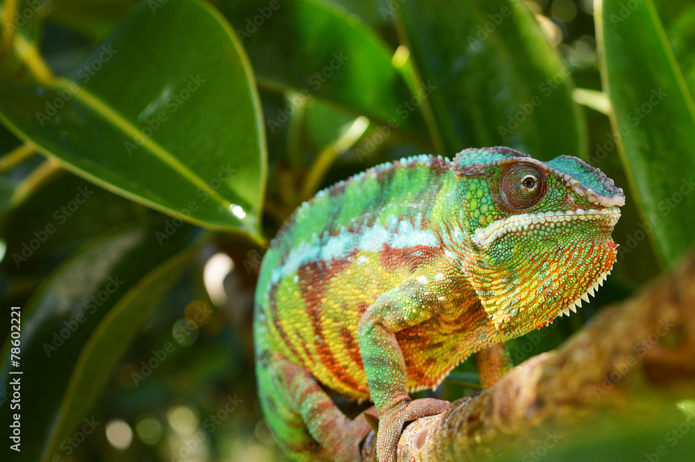 Panther Chameleon (furcifer pardalis) Panther Chameleon (furcifer pardalis)