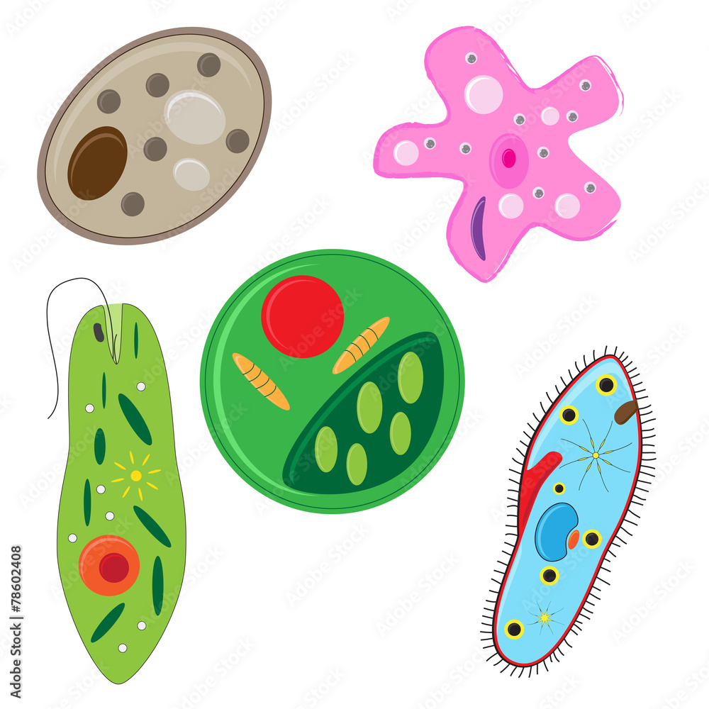 vector illustration of unicellulars schemats set vector illustration of unicellulars schemats set