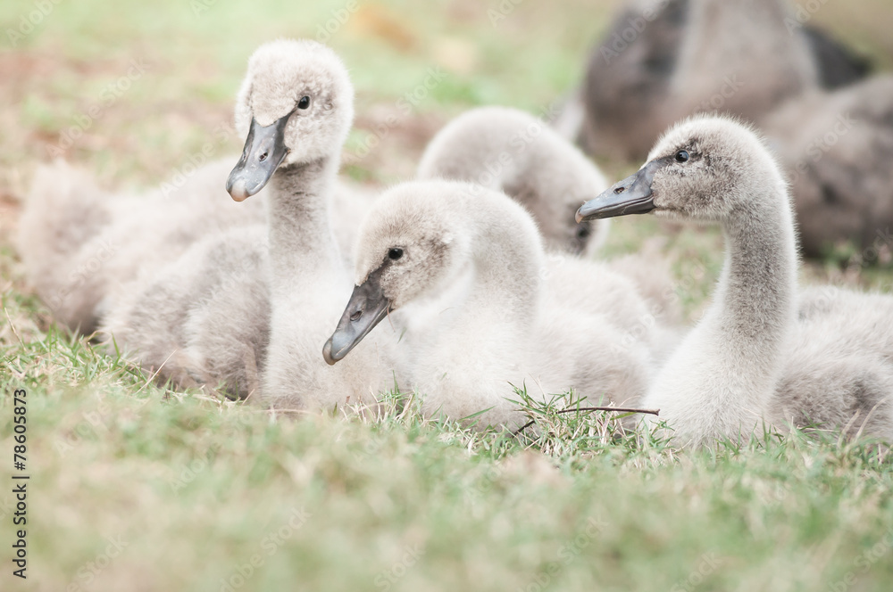 Fototapeta premium Goslings on grass