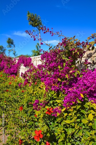 bougainvillier le long d'un mur en pierre golf d'essaouira