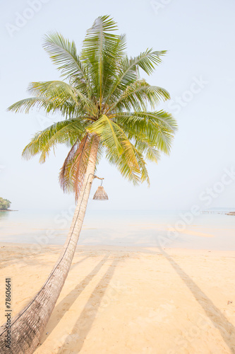 Fototapeta Naklejka Na Ścianę i Meble -  Coconut palm tree over luxury beach