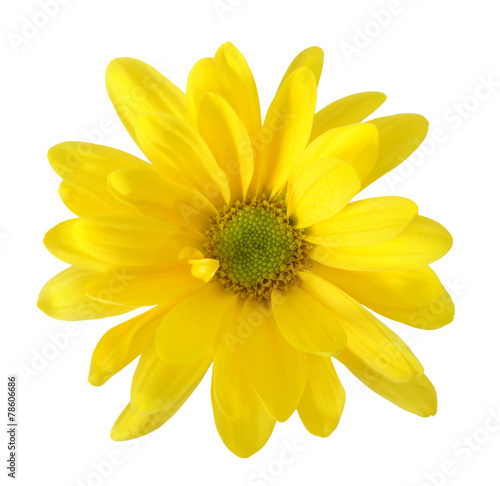  yellow chrysanthemum