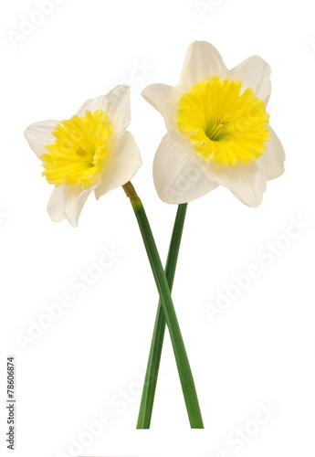 Fototapeta Naklejka Na Ścianę i Meble -  White daffodil