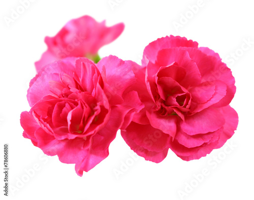  pink carnation