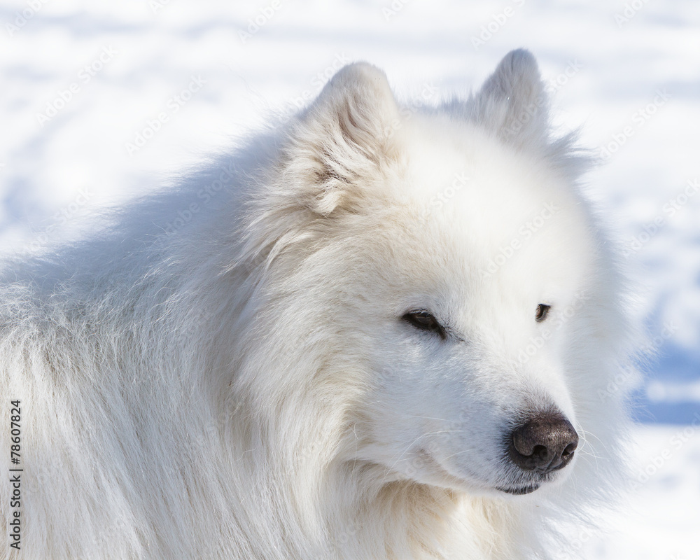 Fototapeta premium Winter portrait of a white dog of the Samoyed