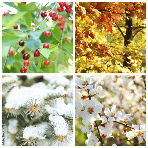 Fototapeta Naklejka Na Ścianę i Meble -  Four seasons collage: winter, spring, summer, autumn