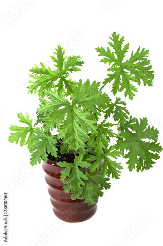 SCENTED GERANIUMS young plant in  brown pot, mosquitoes repellen photo