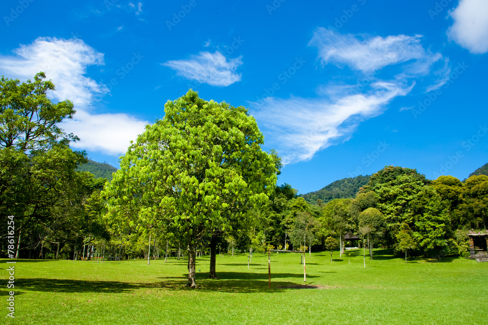 Fototapeta premium Summer landscape