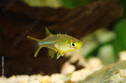 Celebes Rainbow Fish Marosatherina ladigesi rainbowfish