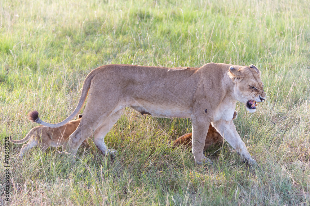 lion cub on the plains Kenya. mother with her babys lion cub on the plains Kenya. mother with her babys