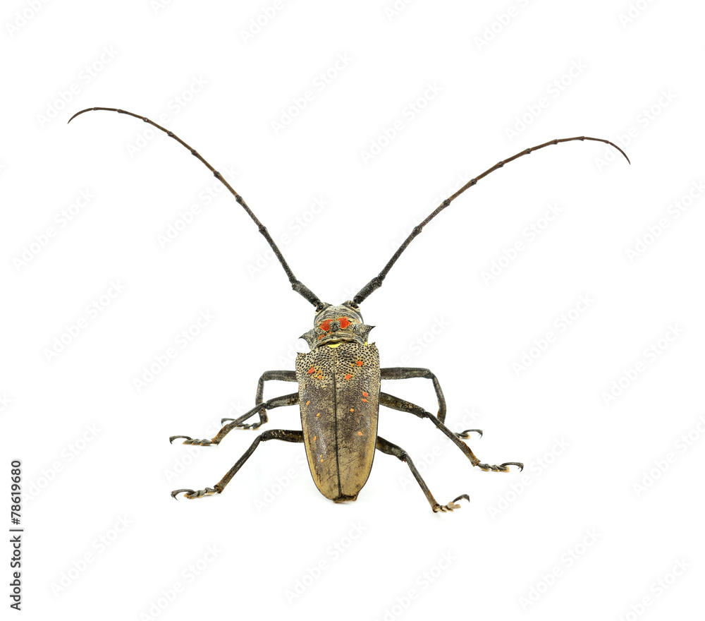 bug isolated white background bug isolated white background