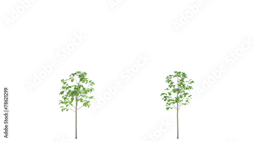 Growing garden trees. HD animation. In isolation. photo