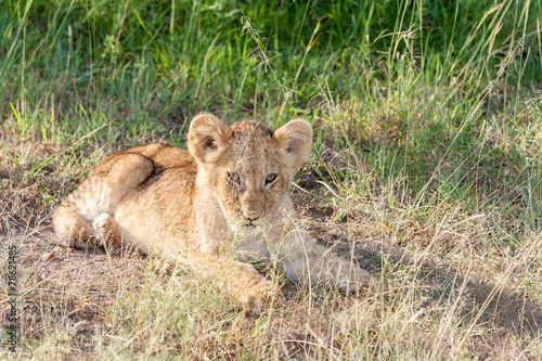 lion cub on the plains Kenya