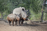 White Rhino cow and calf standing together