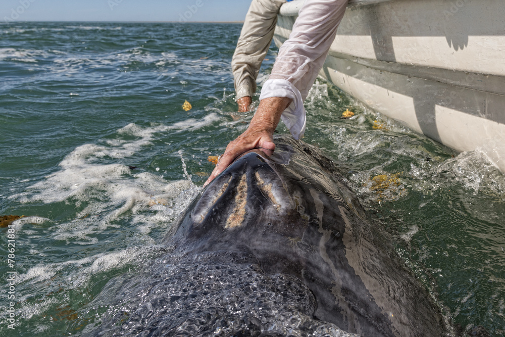 Fototapeta premium grey whale approaching a boat
