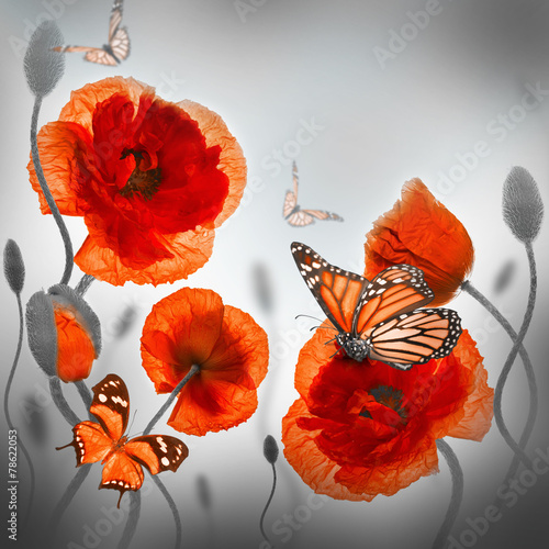 Fototapeta Naklejka Na Ścianę i Meble -  Red poppies field and blue cornflowers,  butterfly