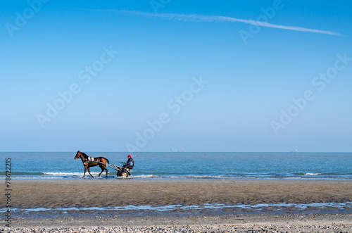 Cavallo in spiaggia
