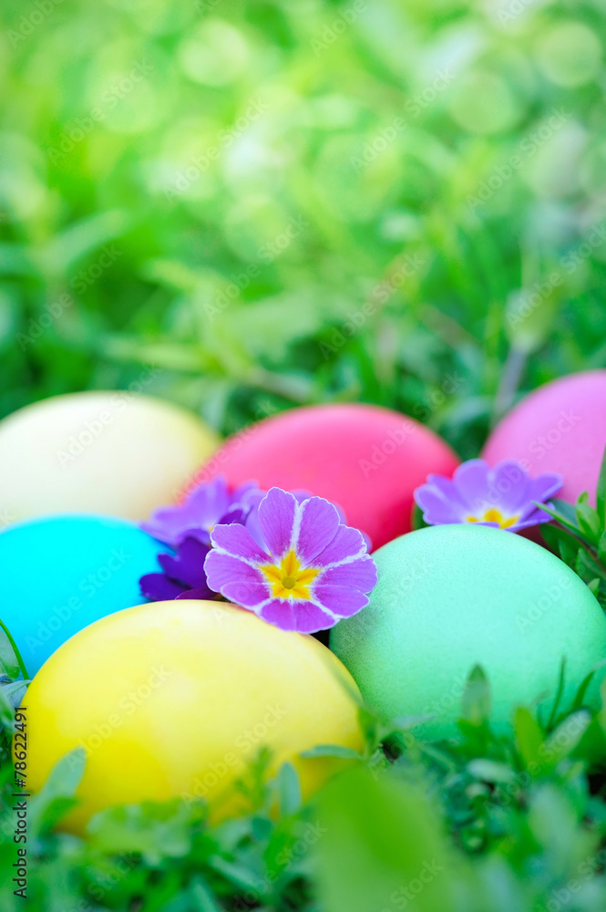 Colored easter eggs with primrose on green grass