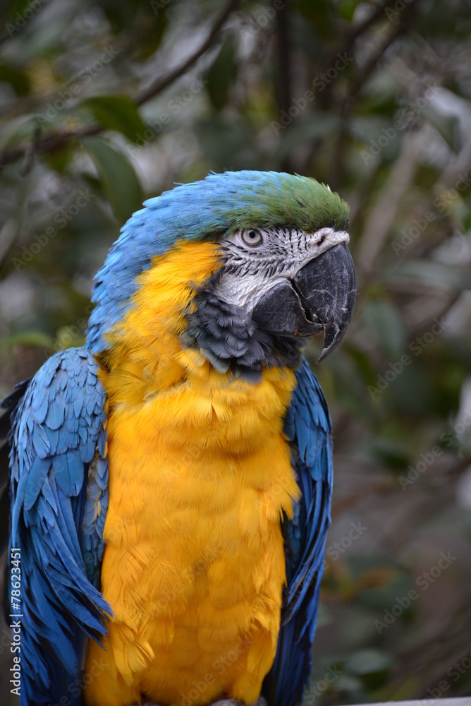 Close up of parrot