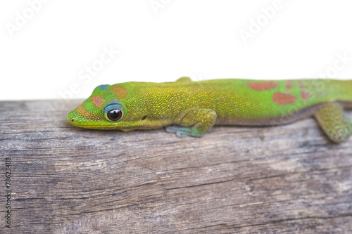Gold Dust Day gecko-Phelsuma laticauda. Hawaii.