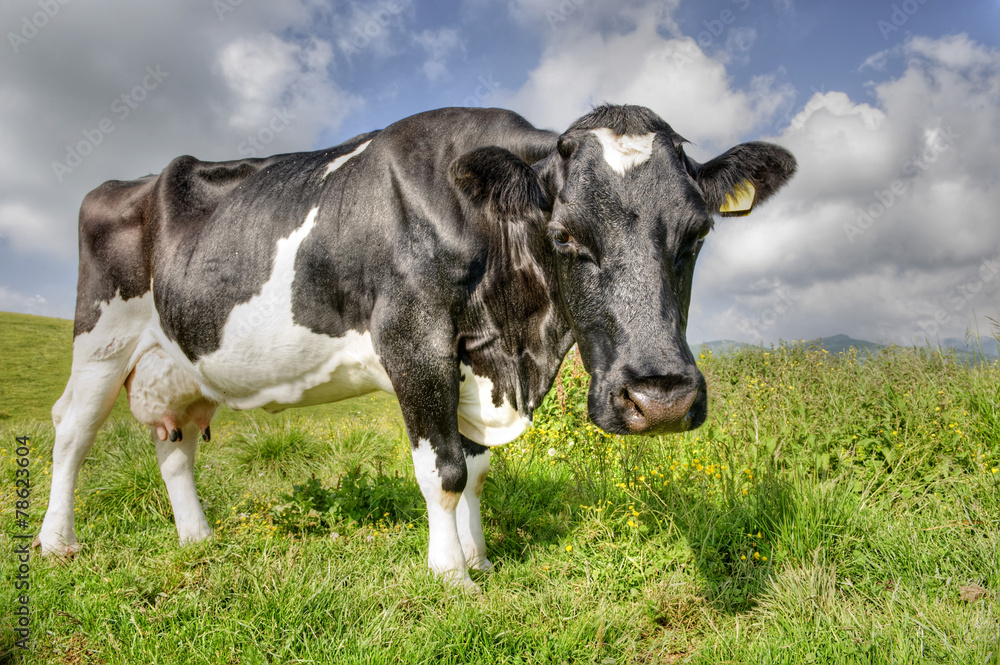 Portrait of a curious cow in the Alps.