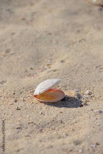 Shell on Tropical Island of Bohol, Philippines photo