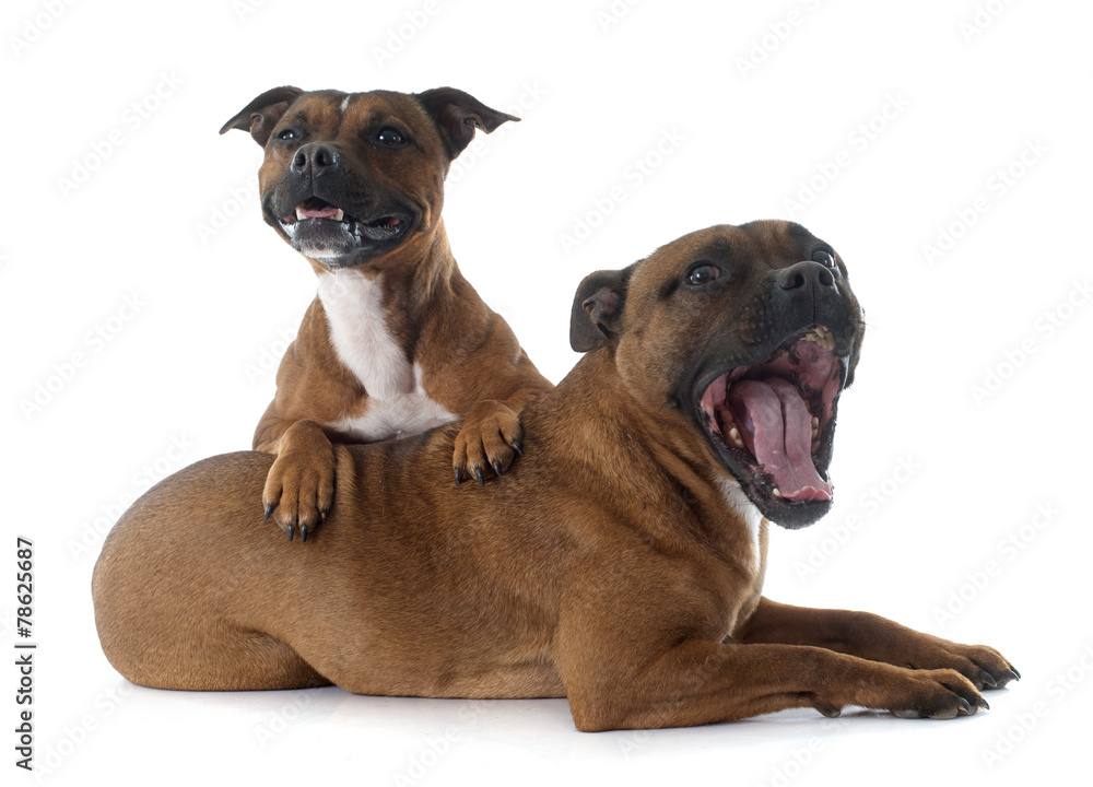 Obraz premium Staffordshire bull terriers