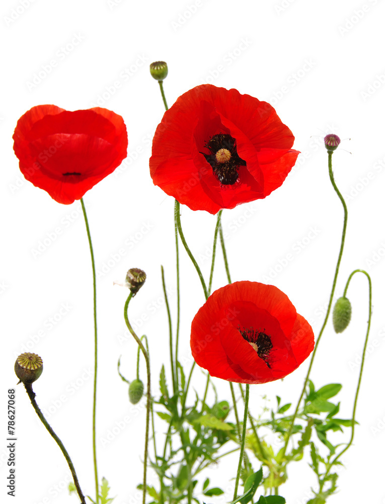 Obraz premium Czerwony mak