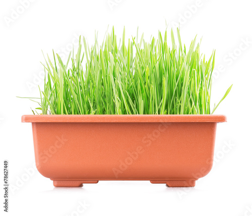 grass pot