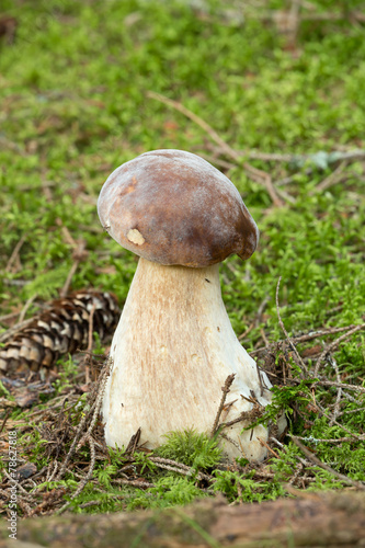 Bolete mushroom infested with parasite