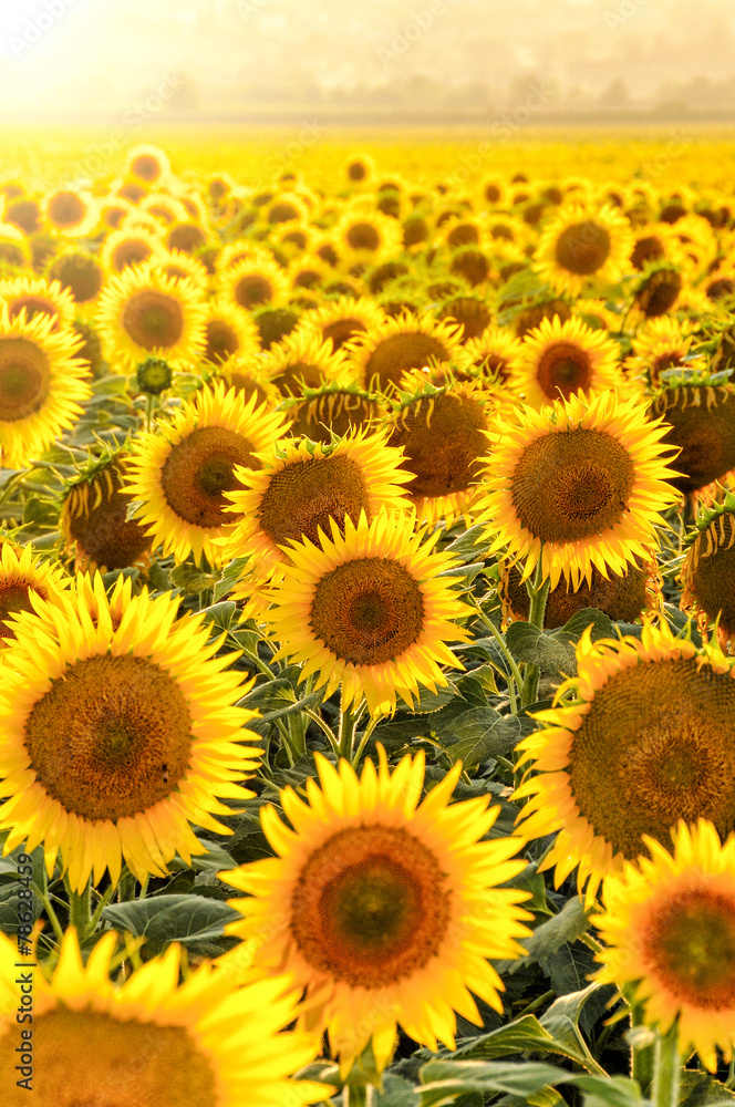 Naklejka premium sunflower field at sunset