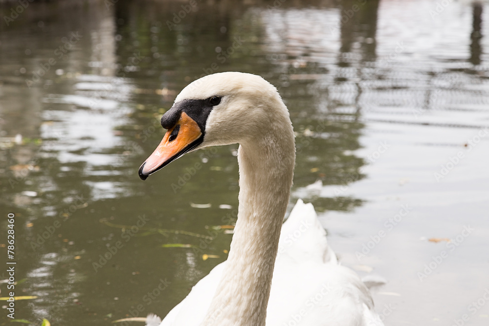 swan swan