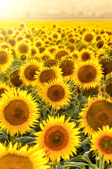 Wandcirkels Zonnebloem Zonnebloemenveld in warm zonsonderganglicht  © Davizro Photography