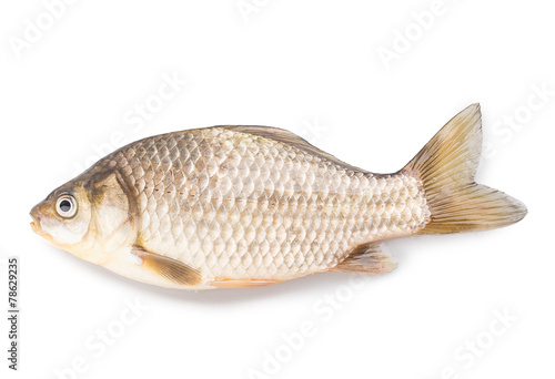 carp fish