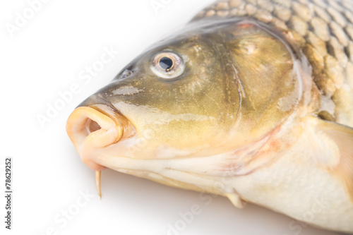 Fototapeta Naklejka Na Ścianę i Meble -  carp fish