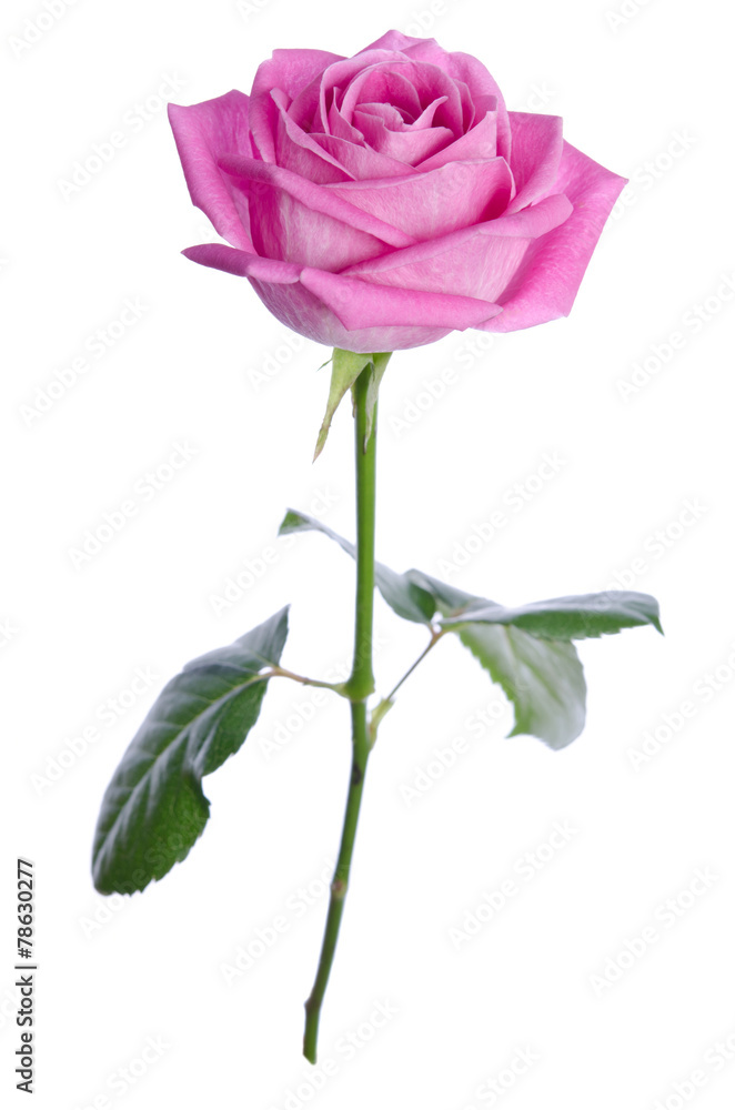 beautiful single pink rose on a white background. vertical posit beautiful single pink rose on a white background. vertical posit