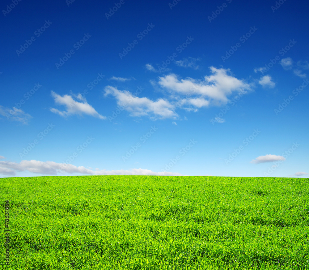 Obraz premium field