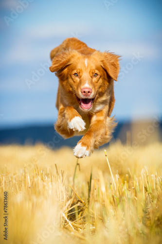 Nova Scotia Duck Tolling Retriever in Bewegung
