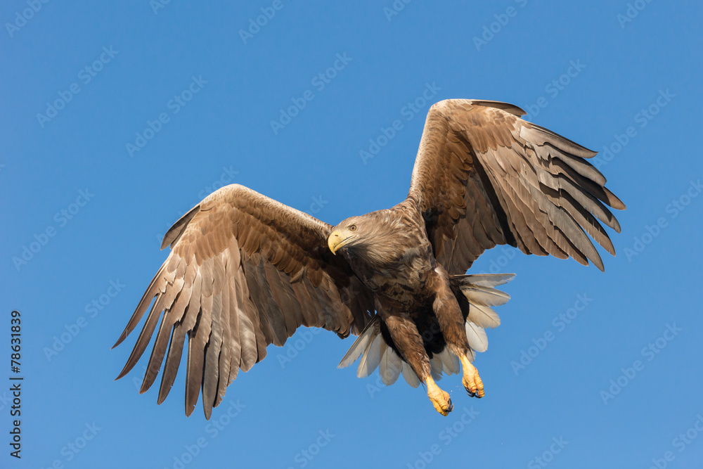 Fototapeta premium Hunting Sea Eagle
