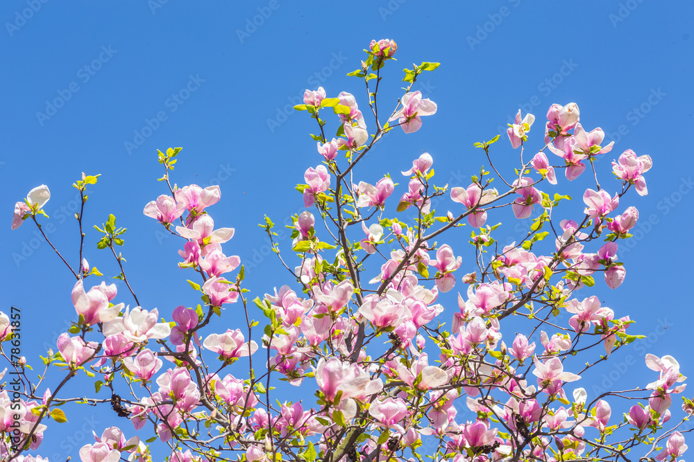 Magnolia blooms in spring Magnolia blooms in spring
