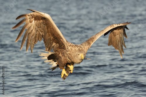 Eagle with catch