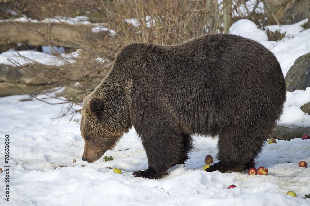 Obraz premium Bär sucht Futter im Schnee