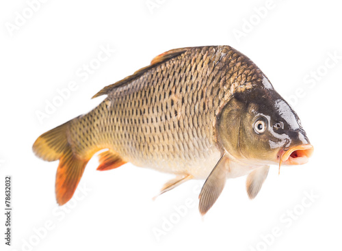 Fotografie carp fish
