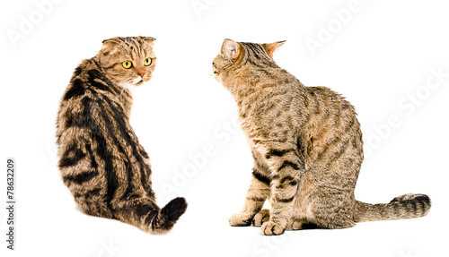 Fototapeta Naklejka Na Ścianę i Meble -  Two cats, looking at each other