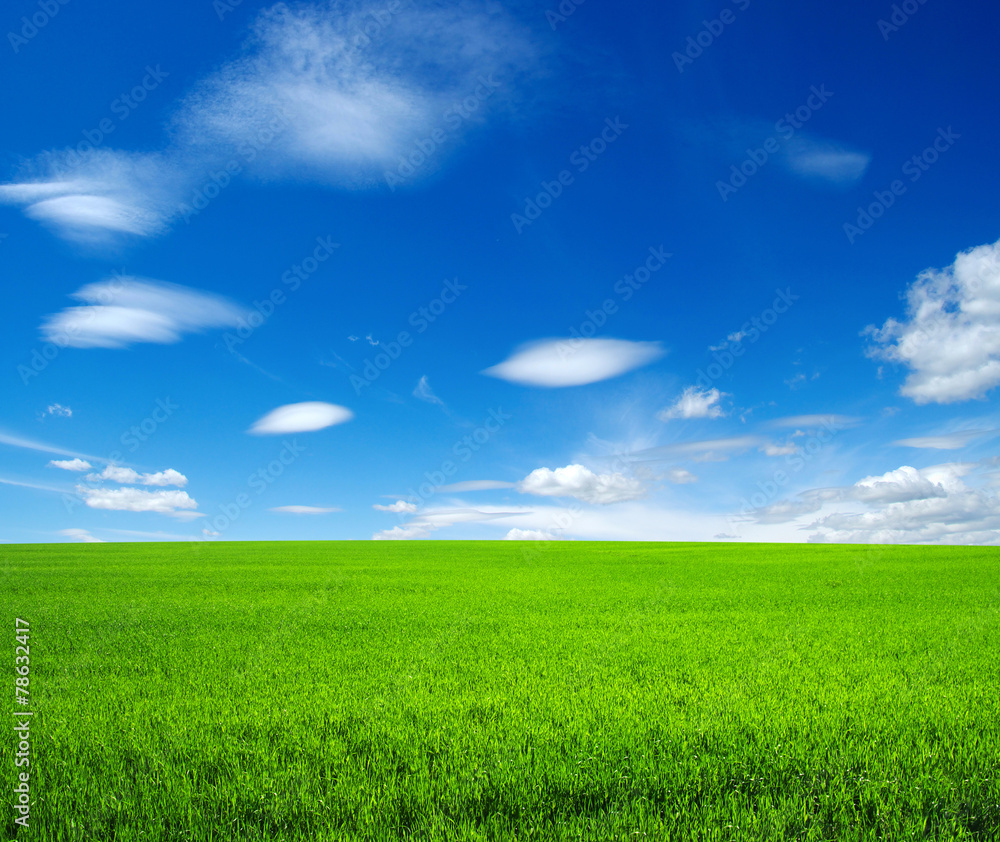 Fototapeta premium field