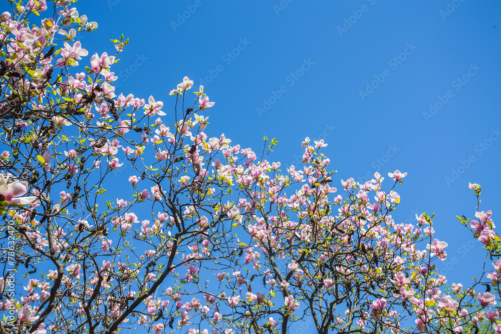 Magnolia blooms in spring
