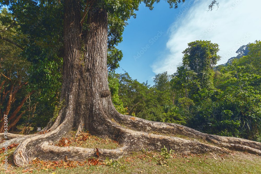 Big tree with big roots  in a green forest in Thailand